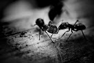 Negocio Xplora Plagas